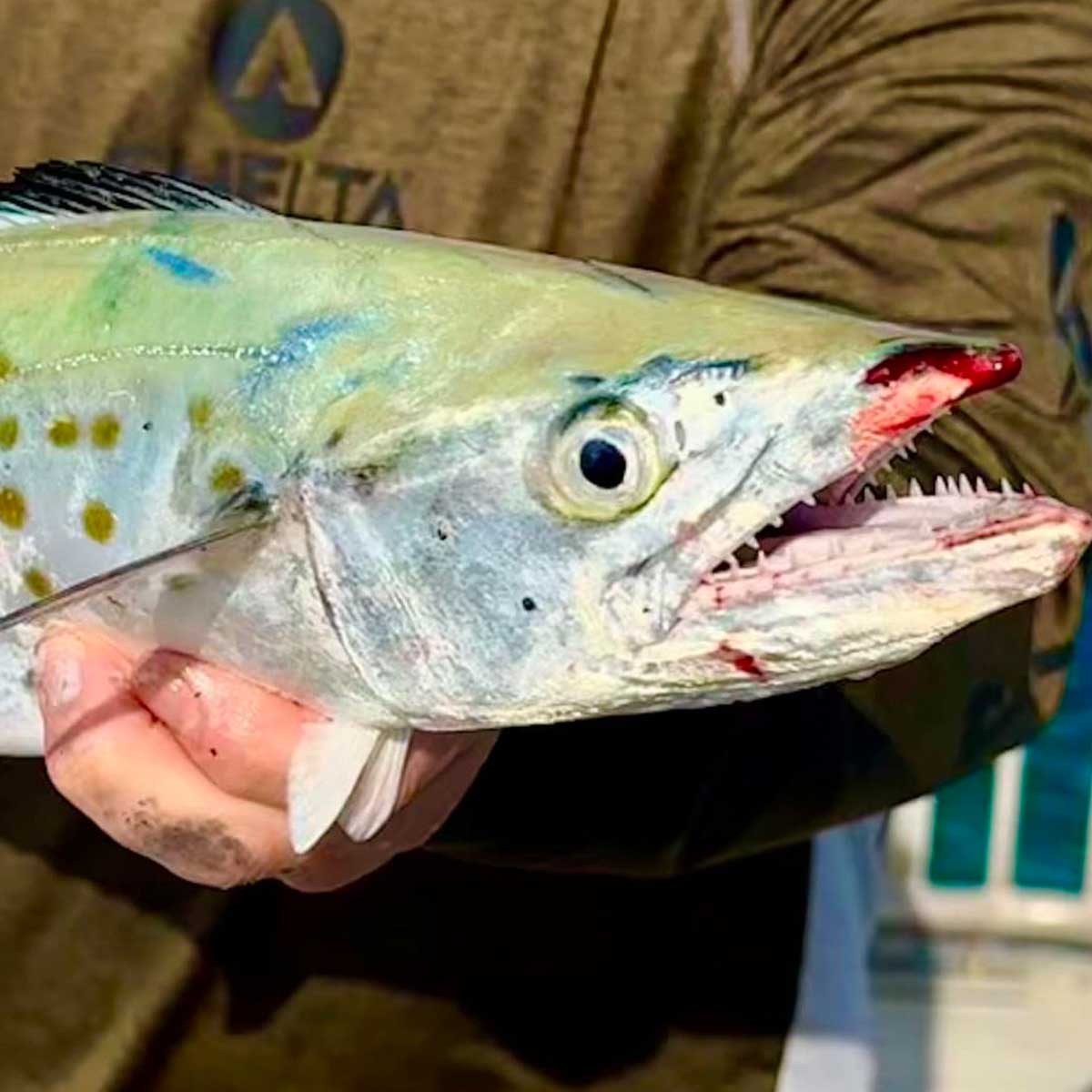 a close up view of a barracuda fish caught by a man wearing the assault hoodie